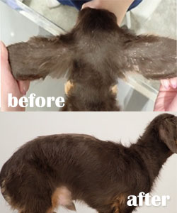 フケが多く、毛並みの悪さが気になっていましたが、ミラクルバブルでシャンプーすることで、症状が改善され毛並みも良くなりました。